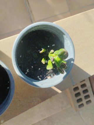 2 Cactus Crasula Ovata Gollum.