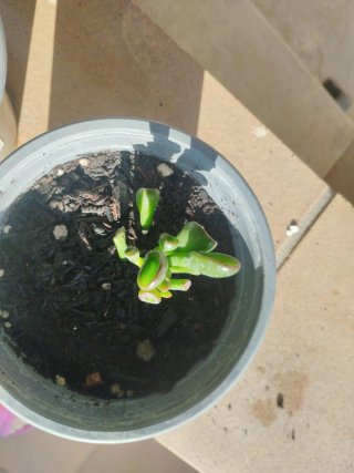 2 Cactus Crasula Ovata Gollum.