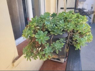Planta natural para balcón con soporte