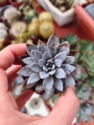 Graptoveria Lulu 5.5cm