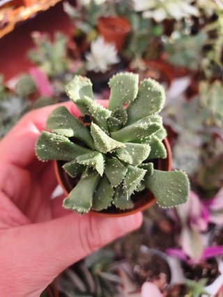 Suculentas y cactus 5.5cm