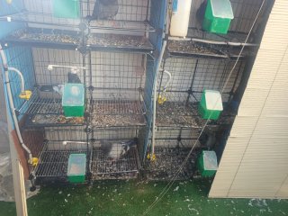 Jaulas para palomos, gallos, perdices