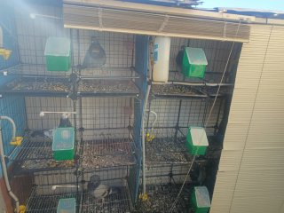 Jaulas para palomos, gallos, perdices