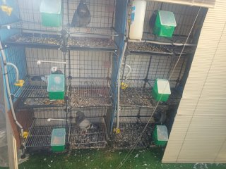 Jaulas para palomos, gallos, perdices