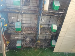 Jaulas para palomos, gallos, perdices