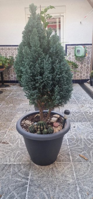 Pino en maceta con cactus