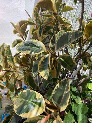 Planta Ficus Elastica Tatuada