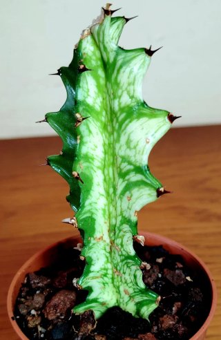 Planta.Euphorbia Trigona "Mint Cream".