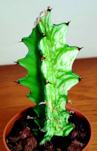 Planta.Euphorbia Trigona "Mint Cream".