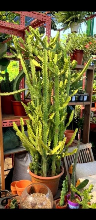 Planta.Euphorbia Trigona "Mint Cream".