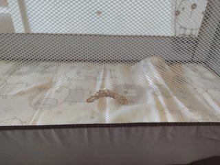 Cuna de viaje Jané