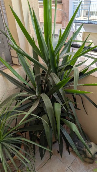 Planta Yuca