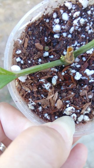 Hoya Praetorii 8.5 cm
