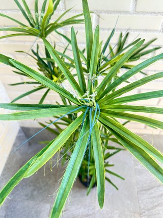 Pack 2 plantas verdes