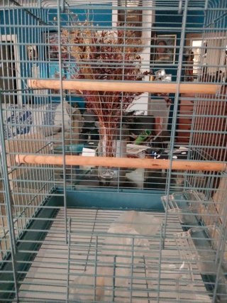 Jaula para pájaros azul