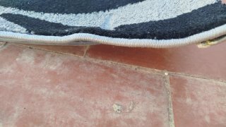 Alfombra moderna gris floral