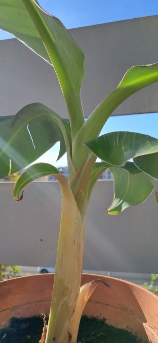 Hermosa Planta de plátano muy  cuidada