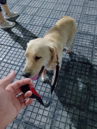 Paseo de perros.