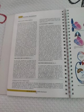 Anatomía humana