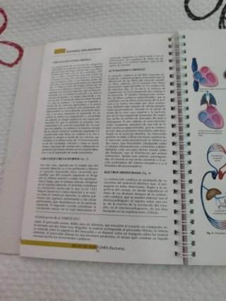 Anatomía humana