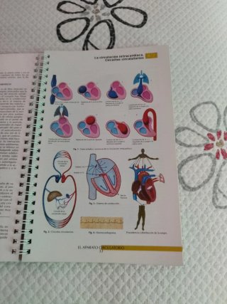 Anatomía humana