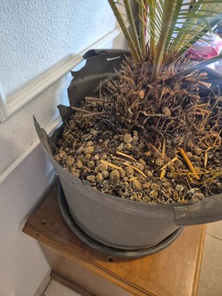 Palmera Sago Grande en Maceta Maceta tiene daño