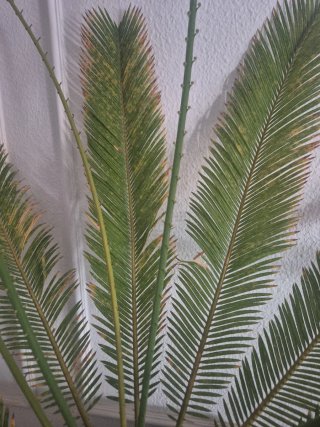 Palmera Sago Grande en Maceta Maceta tiene daño