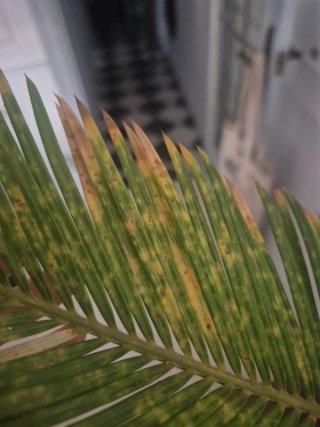 Palmera Sago Grande en Maceta Maceta tiene daño