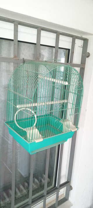 Gabbietta per uccellini verde acqua