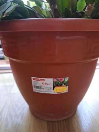 OFERTA  2 Plantas con Maceta