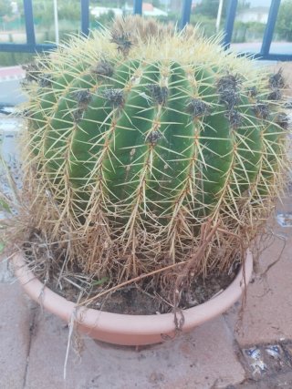 Cactus grande en maceta