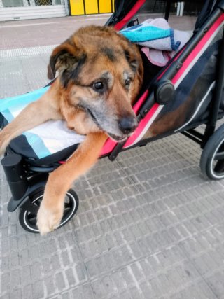 Carrito para perro grande