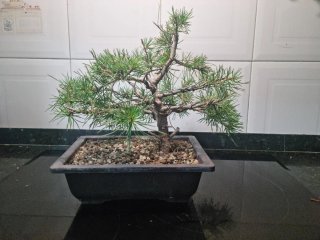 Pino Yamadori Bonsái