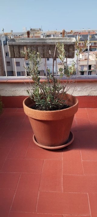 Olivo pequeño con maceta