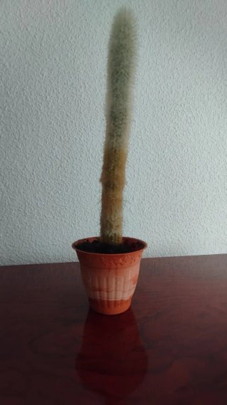 Cactus Antorcha de Plata