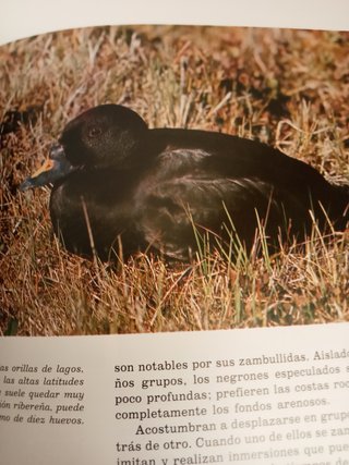 FAUNA IBÉRICA DE FELIX RODRIGUEZ DE LA FUENTE
