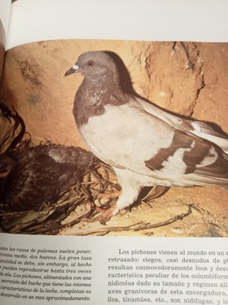 FAUNA IBÉRICA DE FELIX RODRIGUEZ DE LA FUENTE