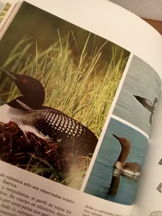 FAUNA IBÉRICA DE FELIX RODRIGUEZ DE LA FUENTE