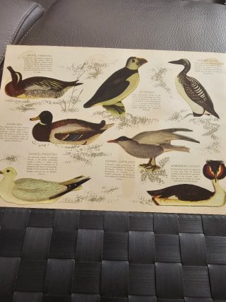 Álbum Panrico Colección 96 Autoadhesivos Pájaros