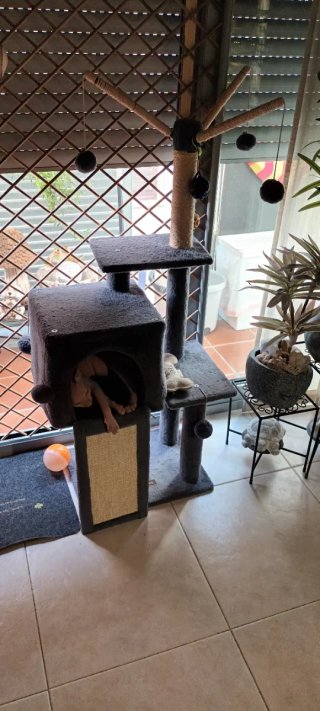 Caseta para gatos