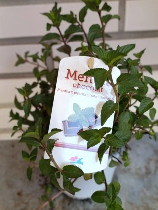 Pack Experiencia Sensorial Mentas