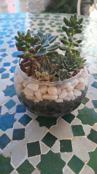 Maceta con plantas suculentas