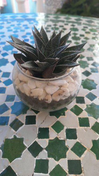 Maceta con plantas suculentas