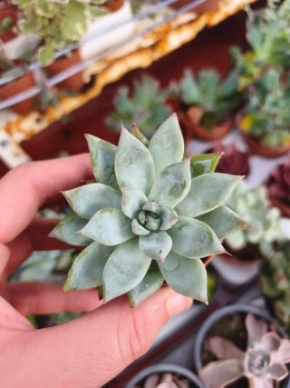 Echeveria 5.5cm
