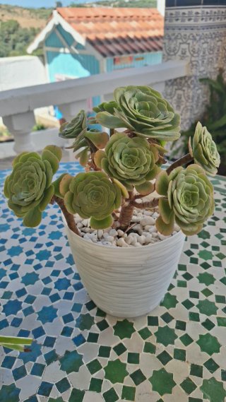 Planta suculenta en maceta blanca