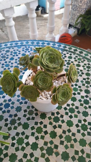 Planta suculenta en maceta blanca