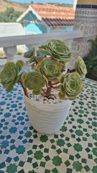 Planta suculenta en maceta blanca