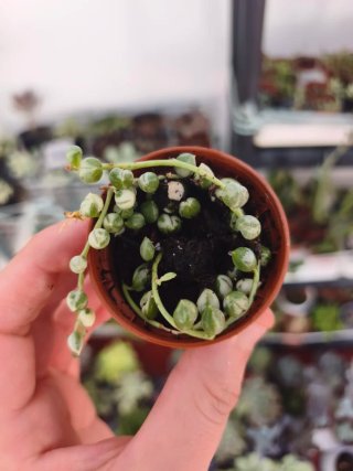 Senecio rowleyanus variegata 5.5cm