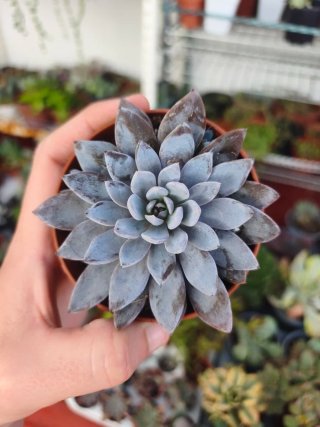 Graptoveria Lulu 8.5cm