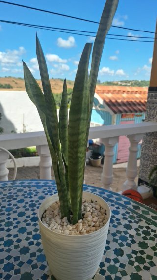 Planta Sansevieria en maceta blanca